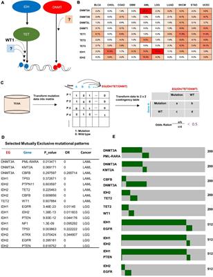 CBFB-MYH11 Fusion Sequesters RUNX1 in Cytoplasm to Prevent DNMT3A Recruitment to Target Genes in AML